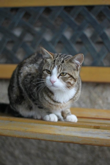 貓咪 in 夢幻山林